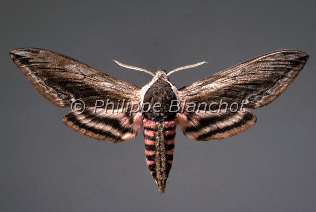 sphinx ligustri.JPG - Sphinx ligustriSphinx du troènePrivet hawk mothLepidoptera, SphingidaeFrance